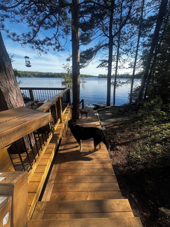 Une terrasse en bois menant à un lac, avec un chien dessus, le tout entouré d’arbres.