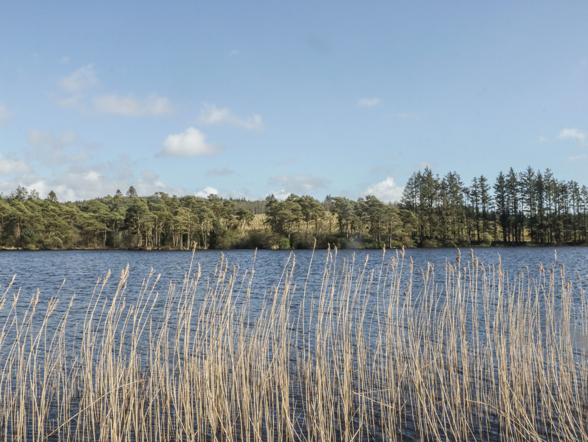 A lake with tall reeds in the foreground and a forested shoreline in the background.