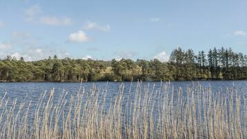 A lake with tall reeds in the foreground and a forested shoreline in the background.