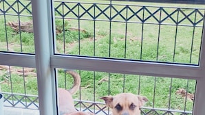 A view through a glass door with a metal railing, a dog inside, and a grassy area outside. - Great location, Caxias do Sul (Caxias do Sul)