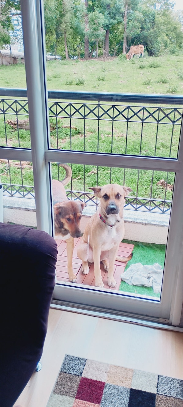 A view through a glass door with a metal railing, a dog inside, and a grassy area outside.