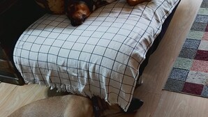 A sofa with a checkered cover, a dog lying on it, and another dog on the floor. - Great location, Caxias do Sul (Caxias do Sul)