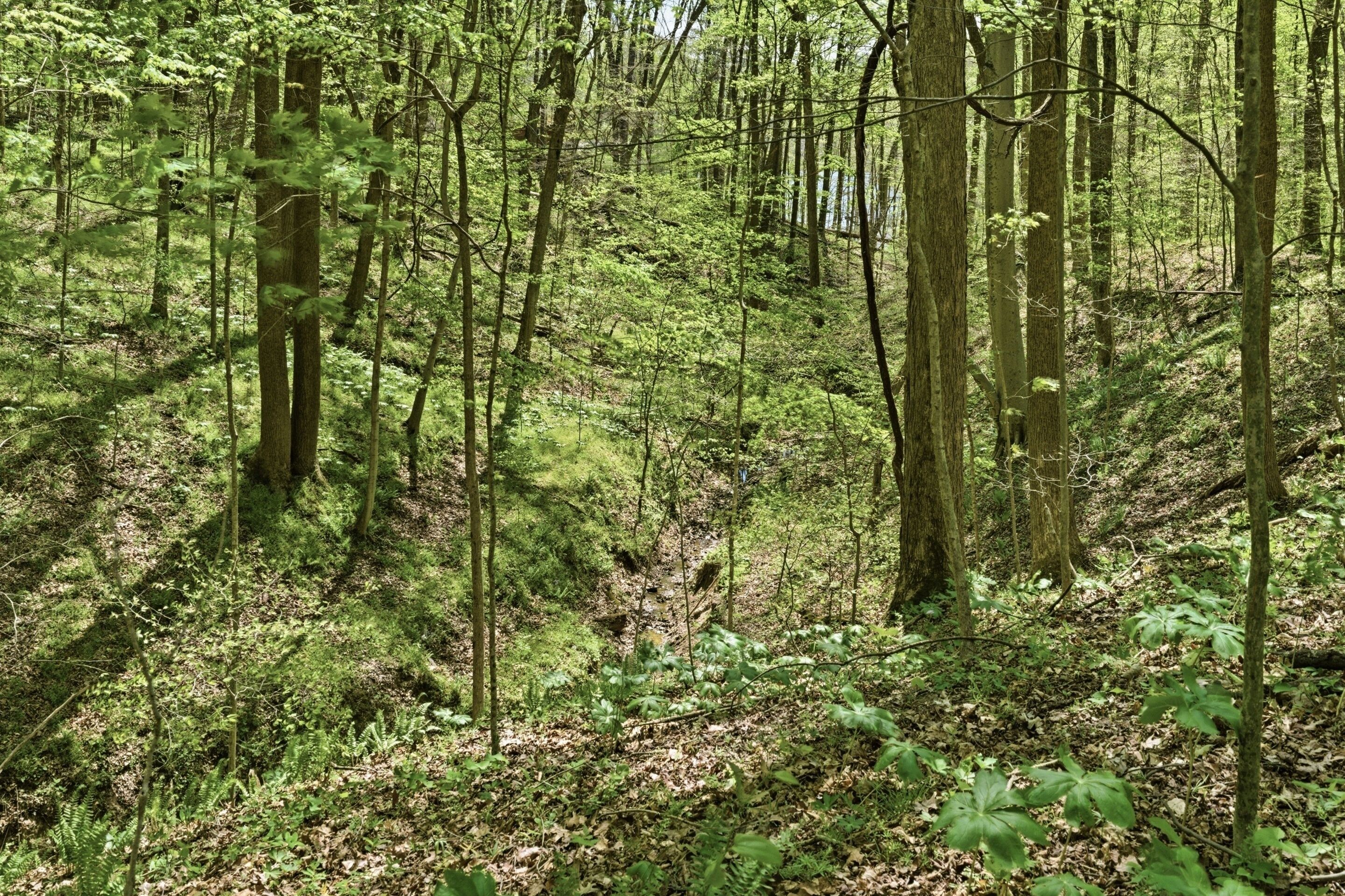 A dense forest with tall trees and undergrowth.