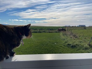 Pet-friendly