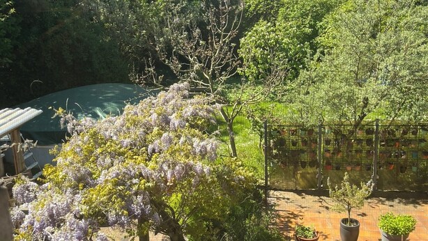A garden with a variety of plants and trees, a brick patio, and a pool.