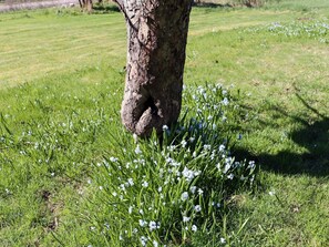 Un tronco de árbol rodeado de césped y pequeñas flores blancas.