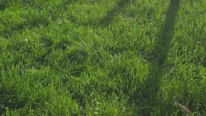 Een grasveld met een gebouw op de achtergrond.