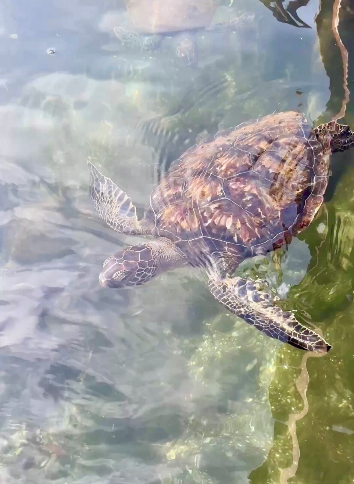 A turtle swimming in clear water.