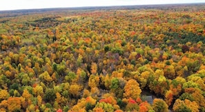 Vista aèria d'una zona boscosa amb arbres de color verd i tons tardans.