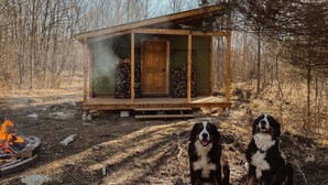 Una cabaña de madera con un pozo de fuego y dos perros.