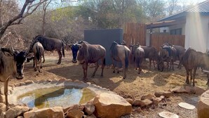 Un grupo de ganado en un cercado con un abrevadero y rocas.