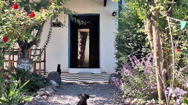 A garden pathway leading to a building with a checkered entrance, surrounded by greenery and a black cat sitting on the path.
