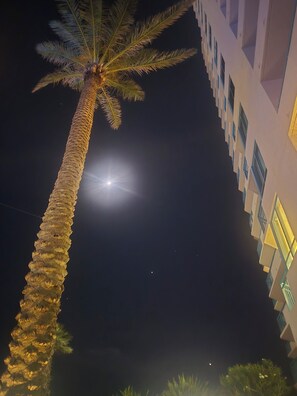 A tall palm tree with a building in the background. - WHITE SANDS BEACHFRONT SUNSET SUNRISE LUX EVERY ROOM SEA POOLS SPAS IN/OUT (Clearwater)