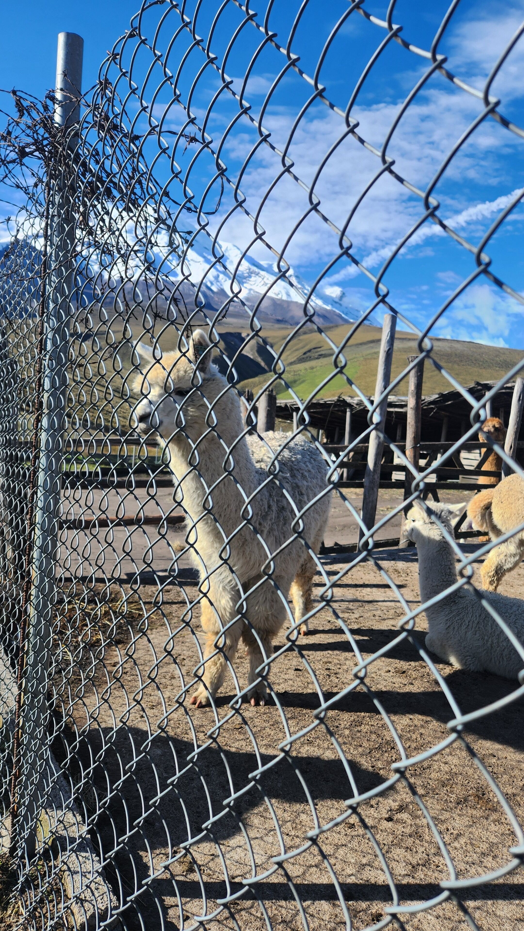 Una cerca de malla con una llama en primer plano y un paisaje montañoso al fondo.