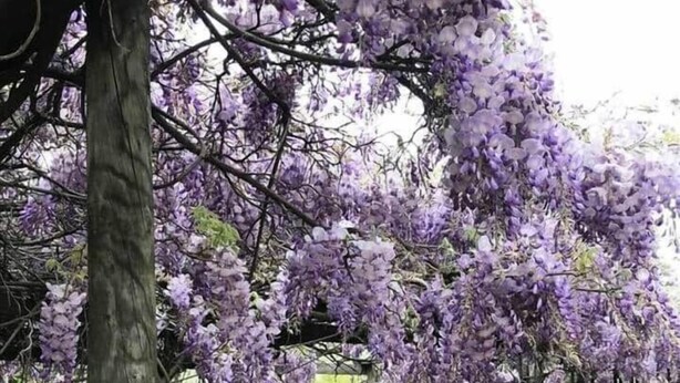 Un jardín con árboles de flores moradas, una cerca de madera y una reja metálica.