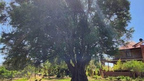 Un árbol grande en un jardín con una casa al fondo.