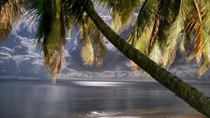 A beach with a palm tree, calm water, and a cloudy sky.
