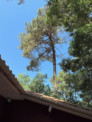 A tall tree with a clear blue sky in the background, a wooden roof edge, and a white gutter. - Presqu'île Cap Ferret renovated villa with pool village of petit piquey (Lège-Cap-Ferret)