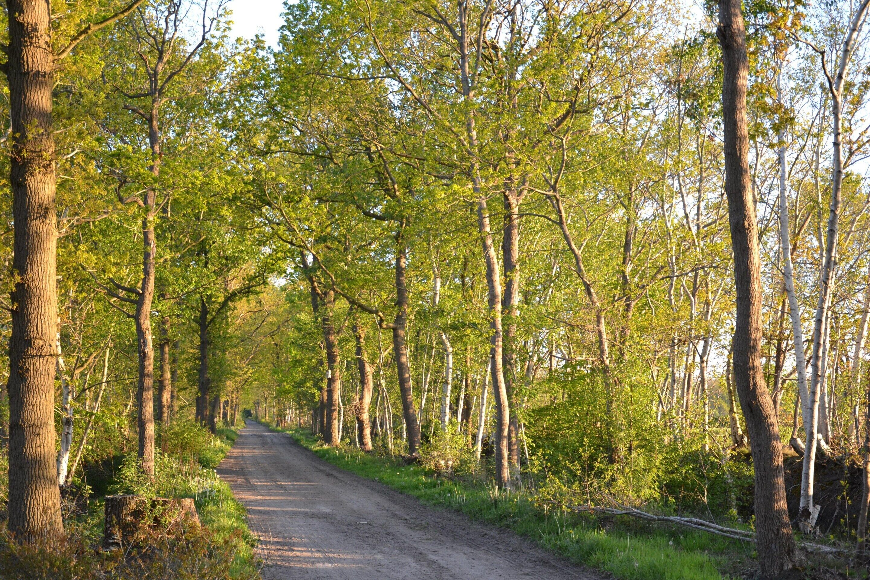 A forested path with tall trees and a dirt road.