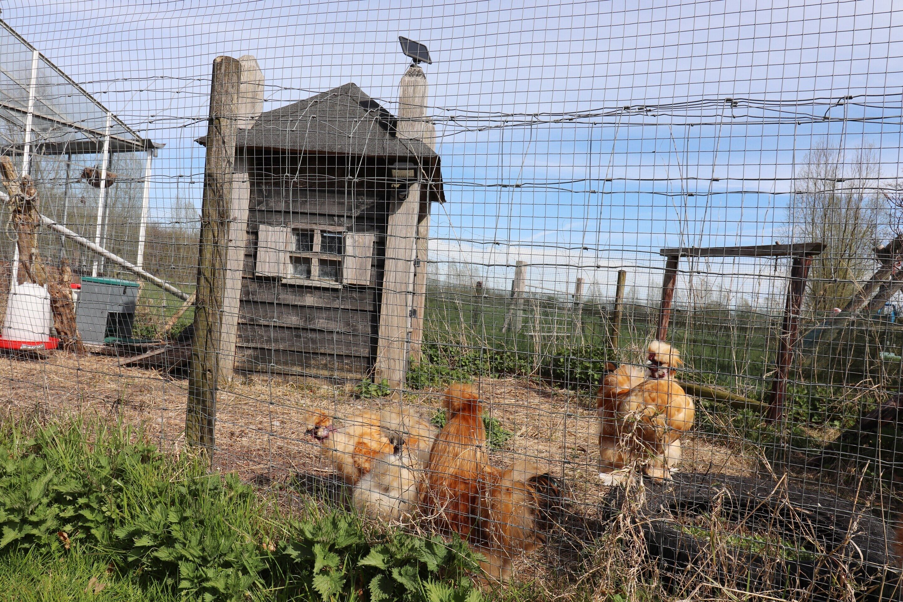 A fenced enclosure with a wooden structure, possibly a shelter, and a bird perched on a post.