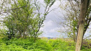 A wooden pathway leading through a lush green area with dense foliage and trees. - Vacation home near the North Sea and forest. Bergen, NH, Schoorl, Schoorldam (Warmenhuizen)