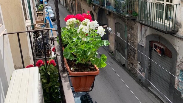 Una stretta via fiancheggiata da edifici, con un'auto parcheggiata e un vaso di fiori su un balcone.