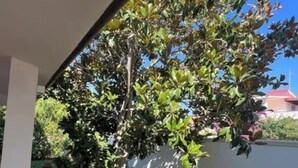 A covered outdoor area with a tree, a white wall, and a grassy lawn. - Seaside villa with patio, just 250 m / 3 minute walk to the beach (Sicilia)