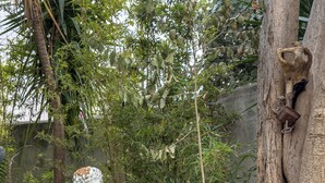 A garden with a statue, a tree, and various potted plants. - IL NIDO DEL DUOMO, cozy apartment in the historic center with a view of the cathedral (Catania)