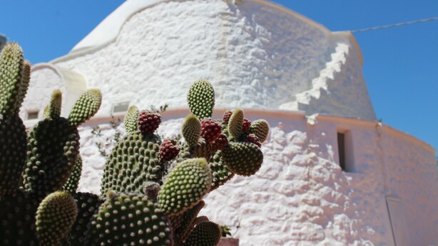 A cactus in front of a building with a dome roof. - Cozy medieval trullo for couples and families seeking tranquility. (OSTUNI)