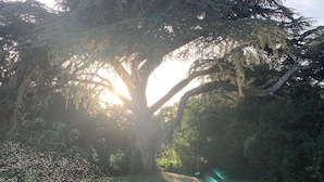 Ein großer Baum mit blauem Himmel und Sonnenlicht, das durch die Äste scheint.