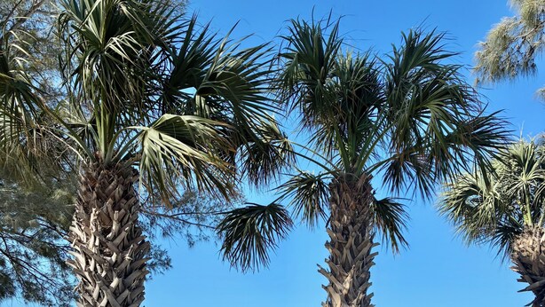 A beach scene with palm trees and a bicycle. - Spacious Family Getaway Near AMI Beaches! Bikes, Beach Gear, Pets & Sleeps 8 (Bradenton)
