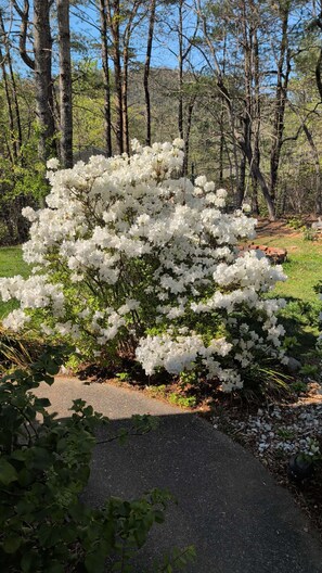 A garden with white flowering bushes, a paved path, and surrounding trees. - Cozy 2-bedroom house in delightful Marion with AC (Marion)