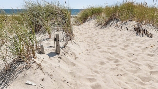 Un sendero arenoso en la playa, con postes de madera y césped a ambos lados.