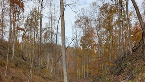 A forested area with a dirt path, trees, and underbrush. -  camp site in charming Glenville perfect for nature lovers. (Glenville)