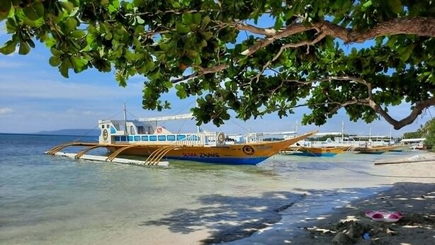Un bote amarrado en una playa con agua cristalina y un árbol sobre él.