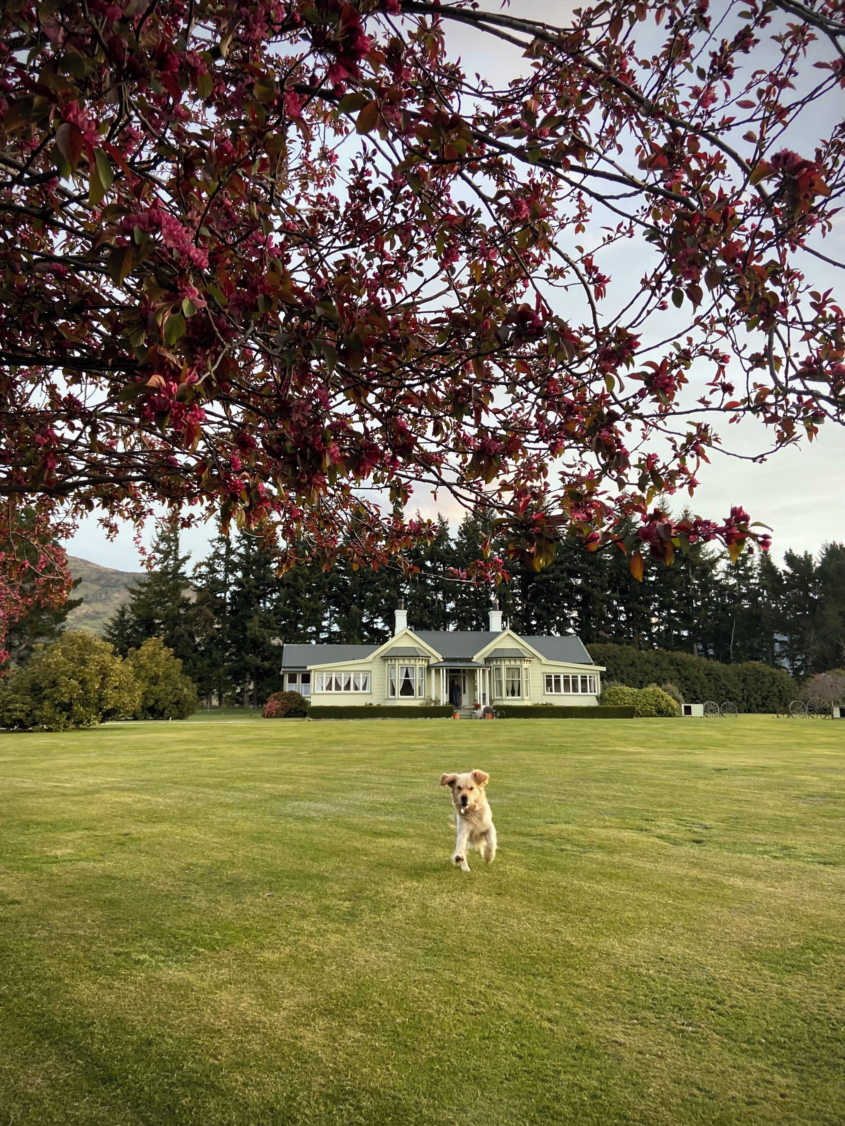 Our Goldern Retriever