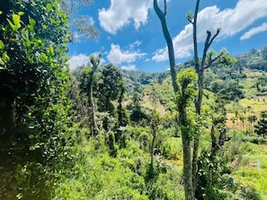 Uma paisagem verdejante com árvores e colinas.