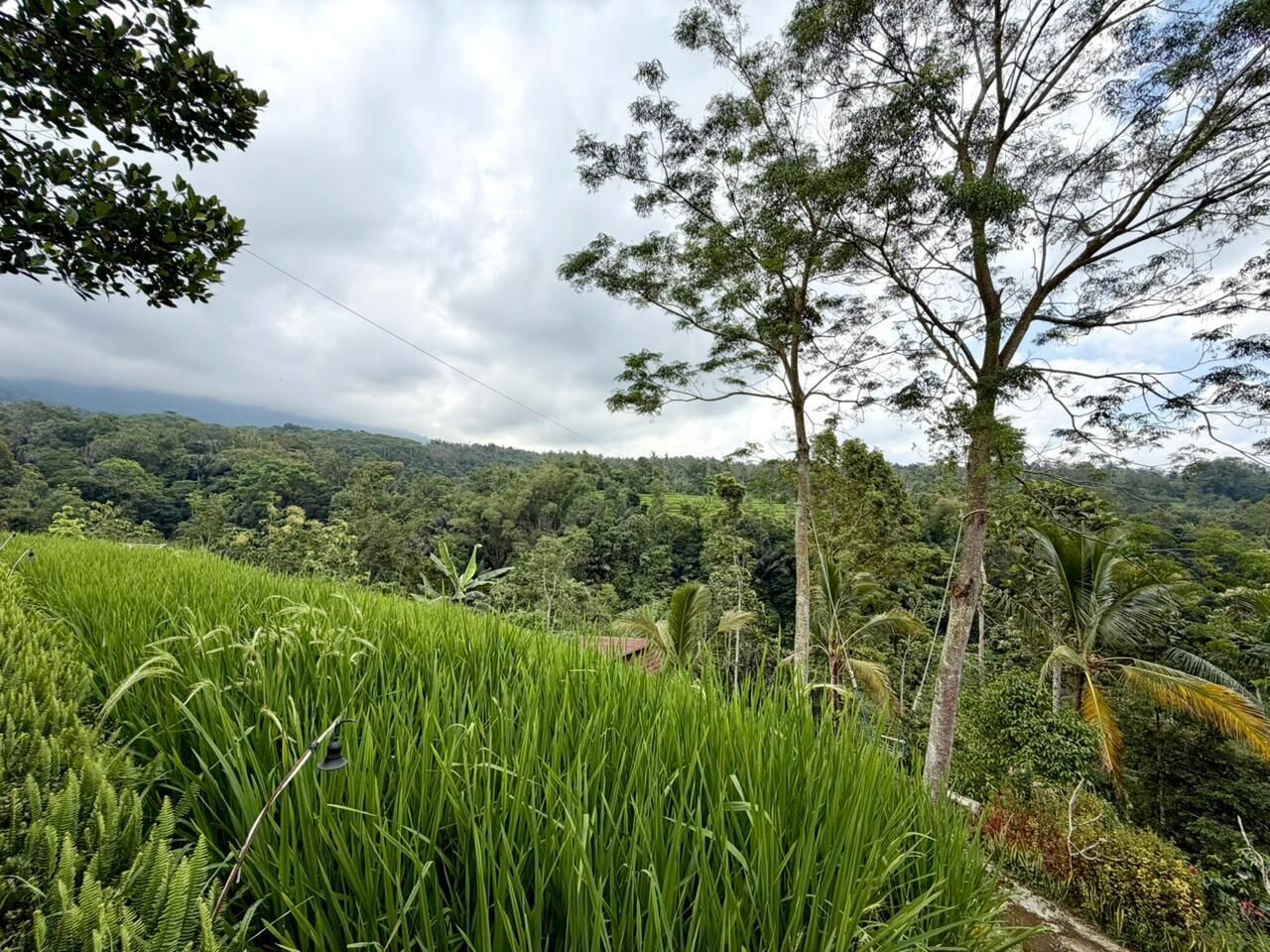 A lush green landscape with a variety of trees and vegetation.