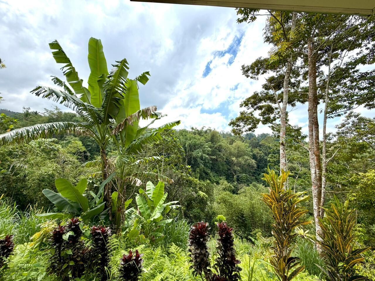 A lush green landscape with banana trees and ferns, a clear sky, and a forested hill in the background.