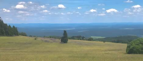A grassy field with trees and a distant view of mountains.