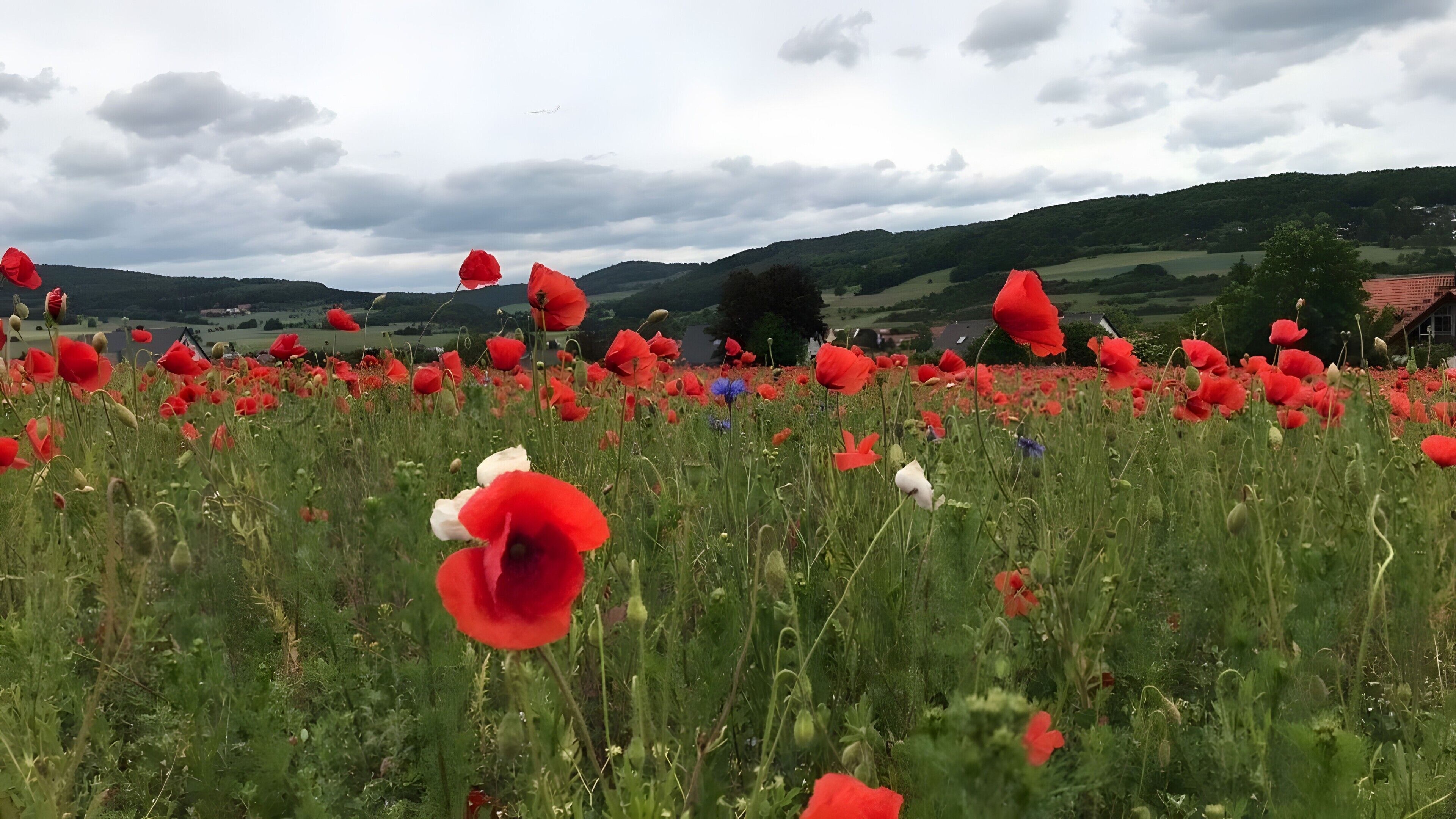 Un champ de coquelicots rouges, avec un paysage rural en arrière-plan.