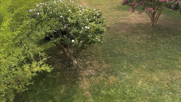 Nurmikkoalue, jossa on pensasaita, kukkiva puu ja taustalla pelto.