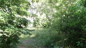 A forested area with dense foliage and a dirt path. - Small pied-à-terre in the countryside (Causse-de-la-Selle)