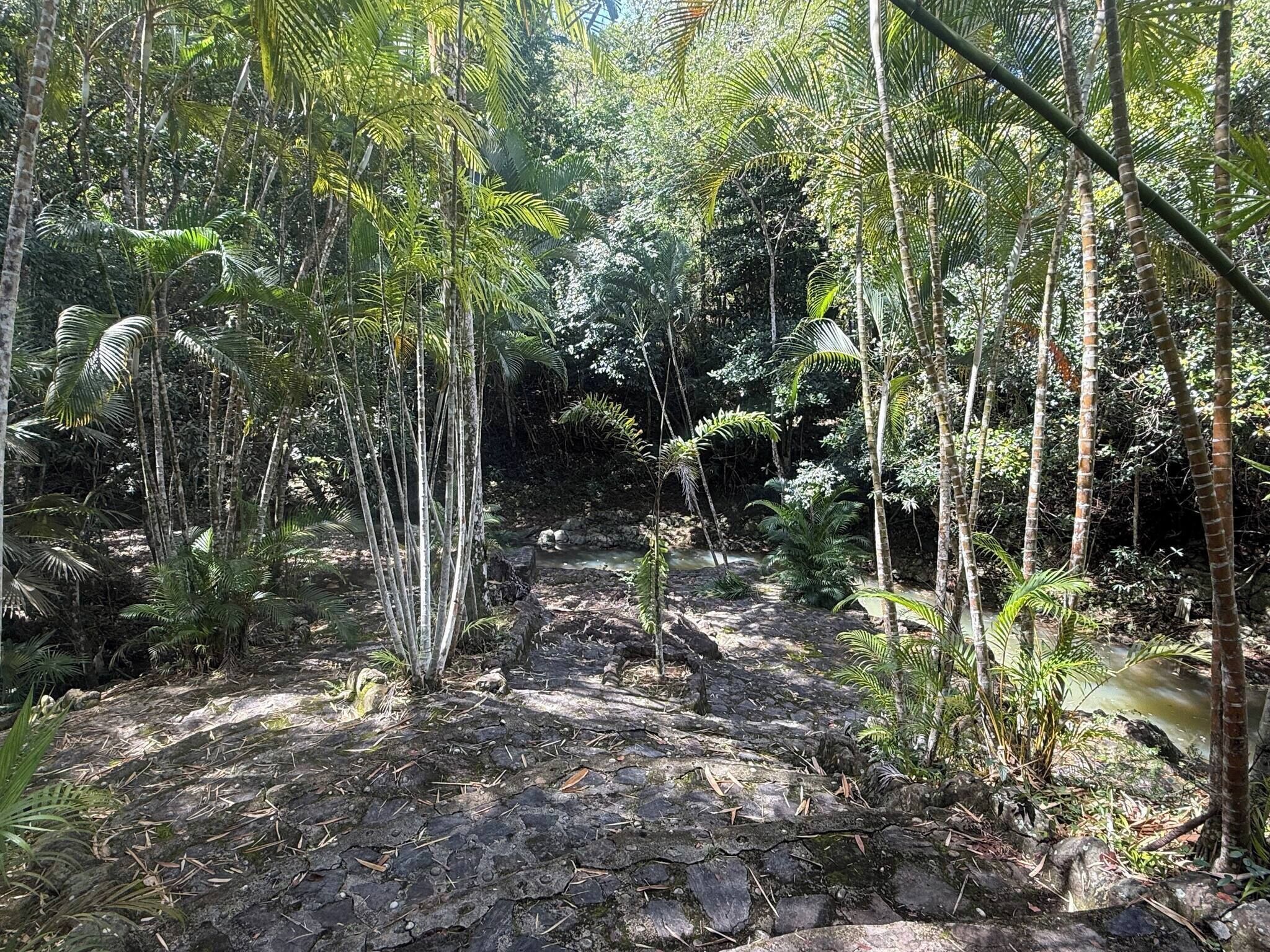 A natural forest path with a stream, surrounded by tall trees and dense foliage.