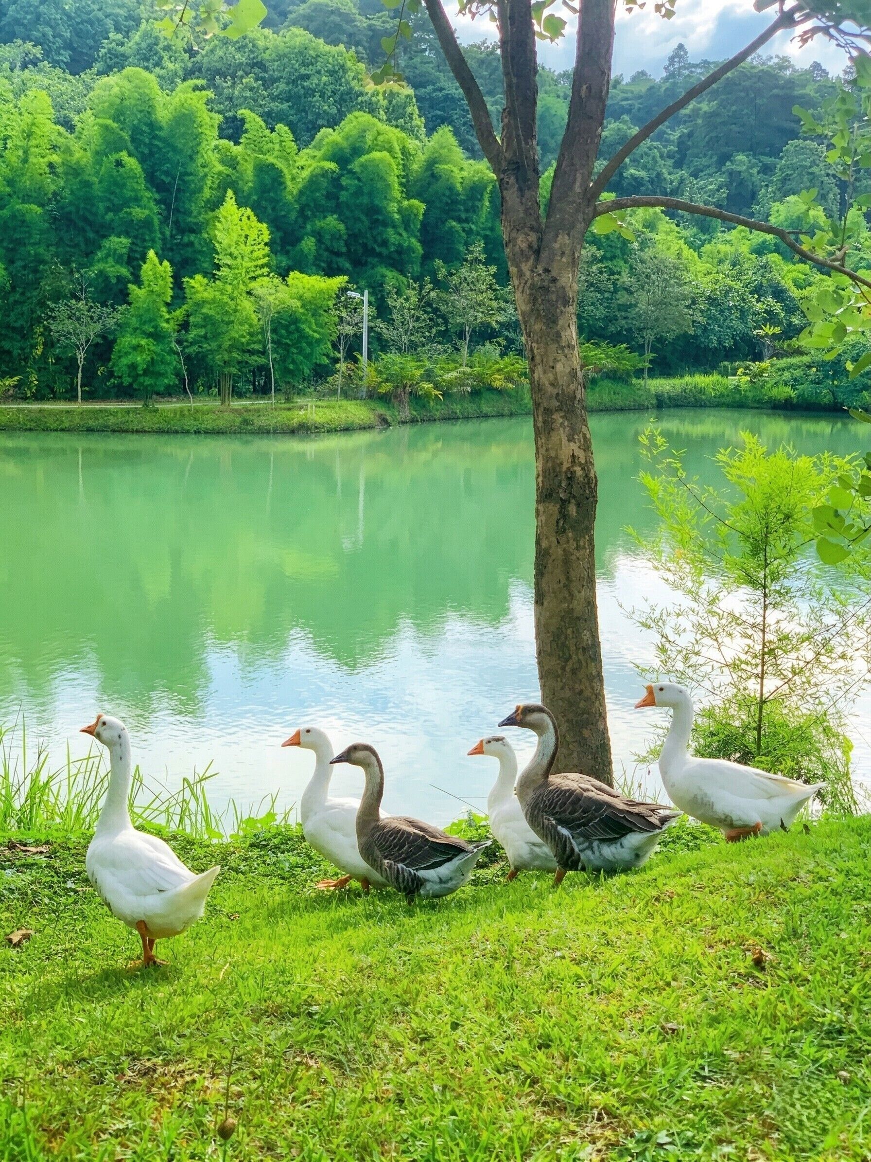 A group of geese near a lake with a tree and lush greenery in the background.