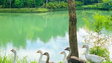 A group of geese near a lake with a tree and lush greenery in the background.