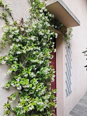 Une façade d’immeuble ornée d’une plante grimpante aux fleurs blanches, d’une porte rouge et d’une décoration murale bleue à motifs losangés.