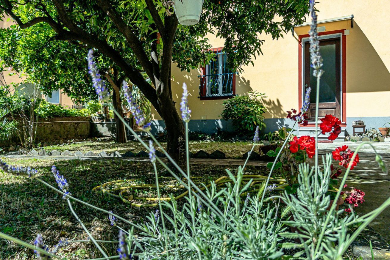 A garden with a tree, lavender, and red flowers.