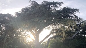 Un grande albero con la luce del sole che filtra tra i rami, una zona erbosa con una recinzione e un sentiero sterrato.