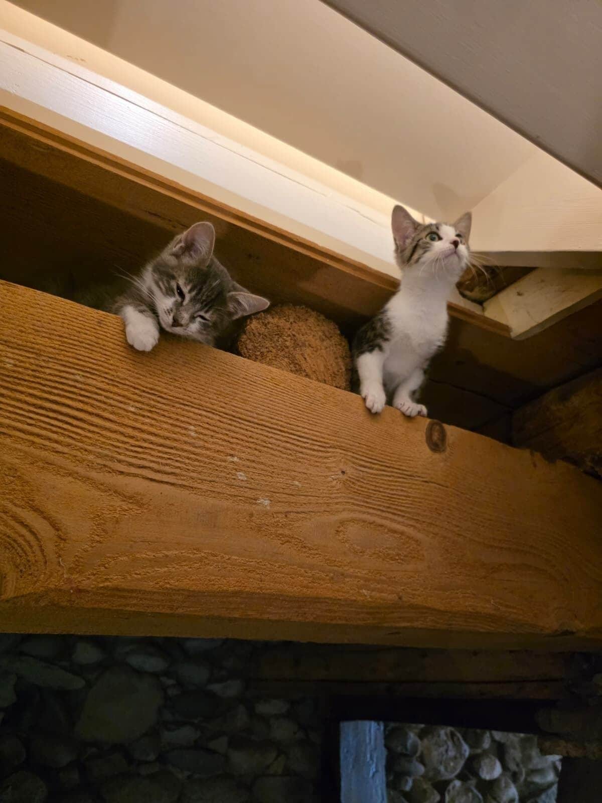 Two cats on a wooden shelf with a stone wall in the background.
